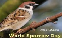 world sparrow day Video Status For Whatsapp